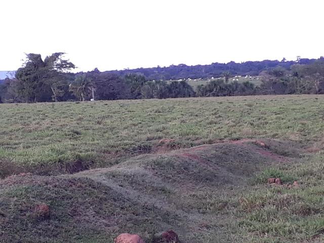 Fazenda em Arenapolis Mato Grasso Terra de Cultura - Foto 12
