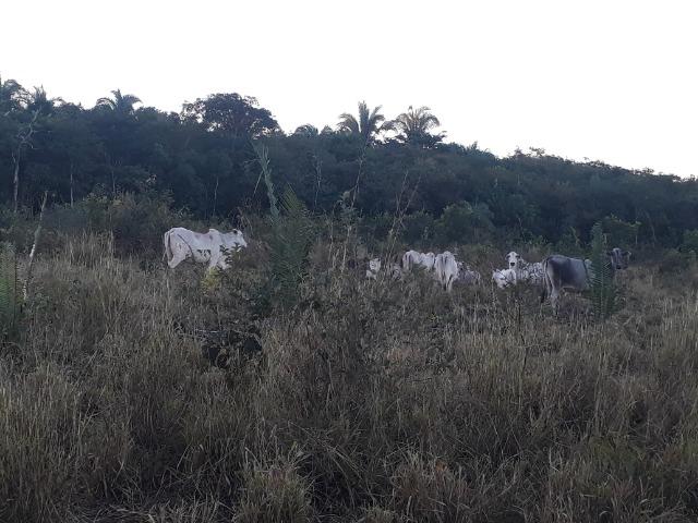 Chácara (38 hectares) a 11 km de Acorizal - Foto 4