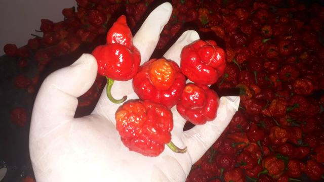 Carolina reaper vermelha sementes