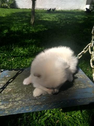 Lulu da Pomerânia Anão Branco - filhote com Pedigree - Ultimo filhote da ninhada - Foto 3