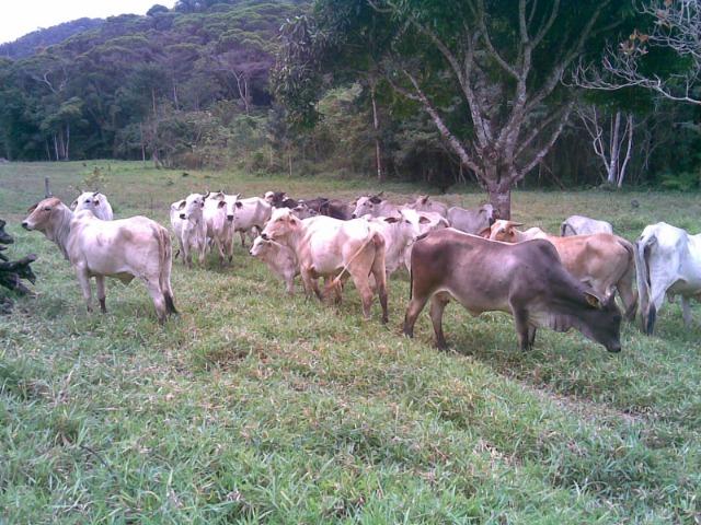 Fazenda Vale do Jequiriçá Amargosa - Foto 16