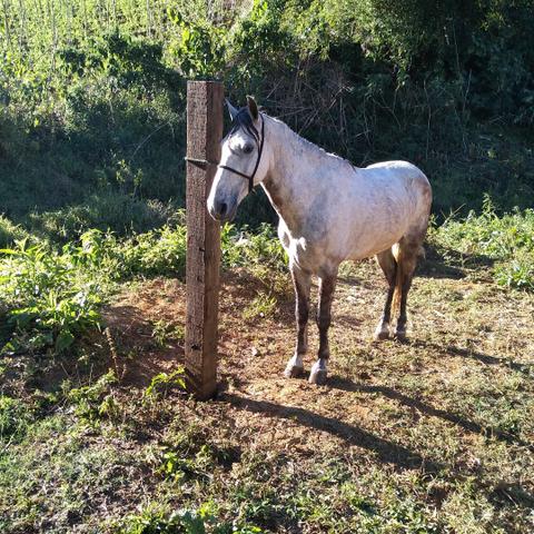 Cavalo marcha picada
