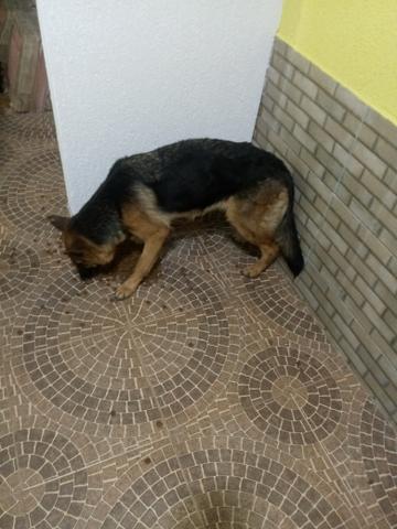 Pastor alemao(manto negro) - Foto 6