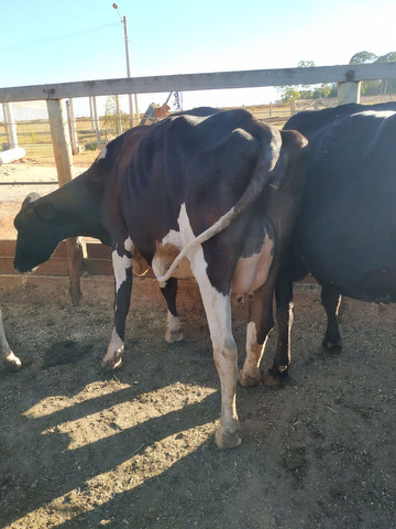 Vacas Leiteiras de excelente padrão - Foto 5