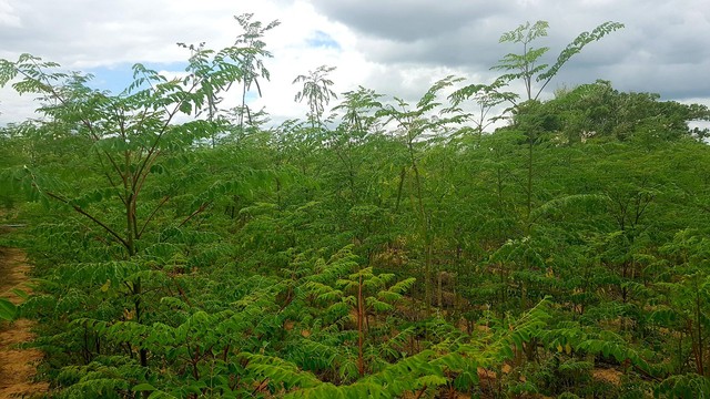 VENDE FAZENDA MARAVILHA  