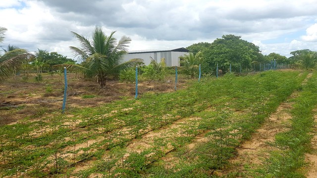 VENDE FAZENDA MARAVILHA  