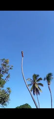 Poda de árvore ? limpeza de coqueiro limpeza de terrenos e remoção de de material.