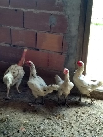 vendo 4 galinhas  caipira 