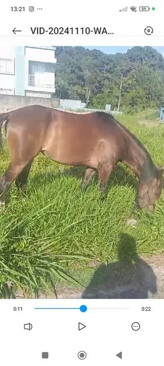 Vendo *potra de 4 anos*