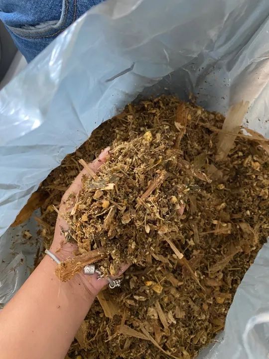 Vende- se silagem de milho ensacada  - Foto 3