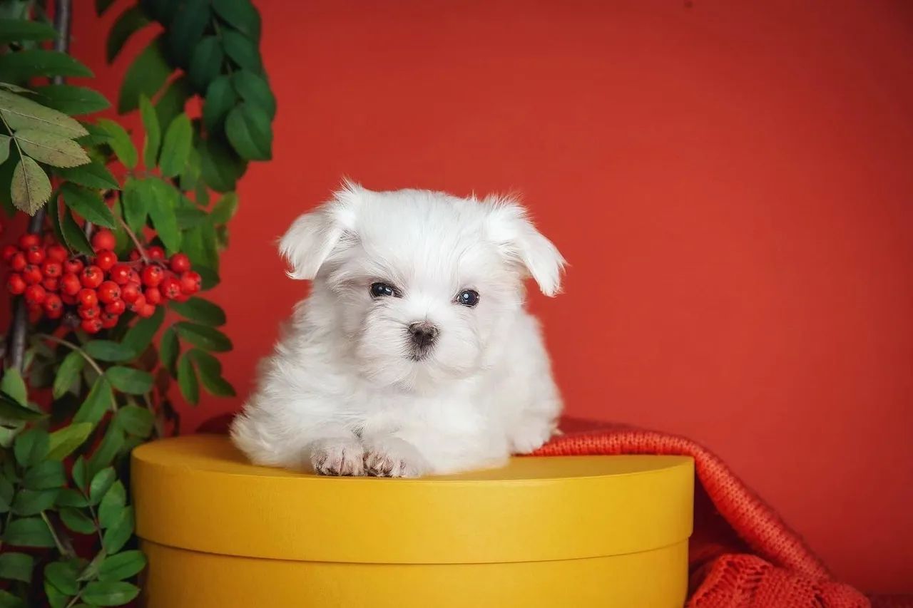 Maltês Micro disponível