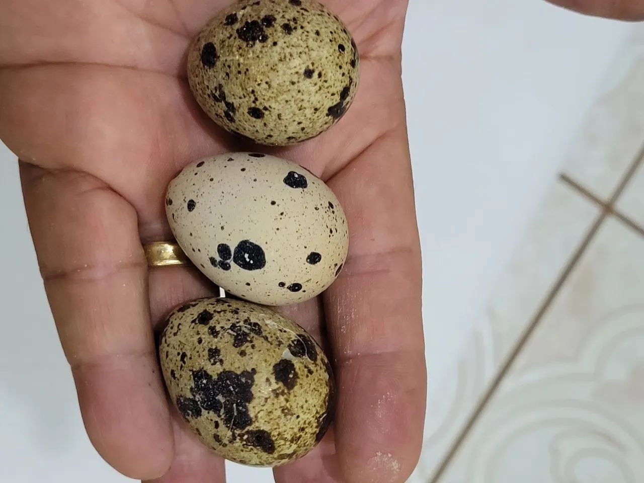 Ovos Codorna Gigante 30 unidades galados 