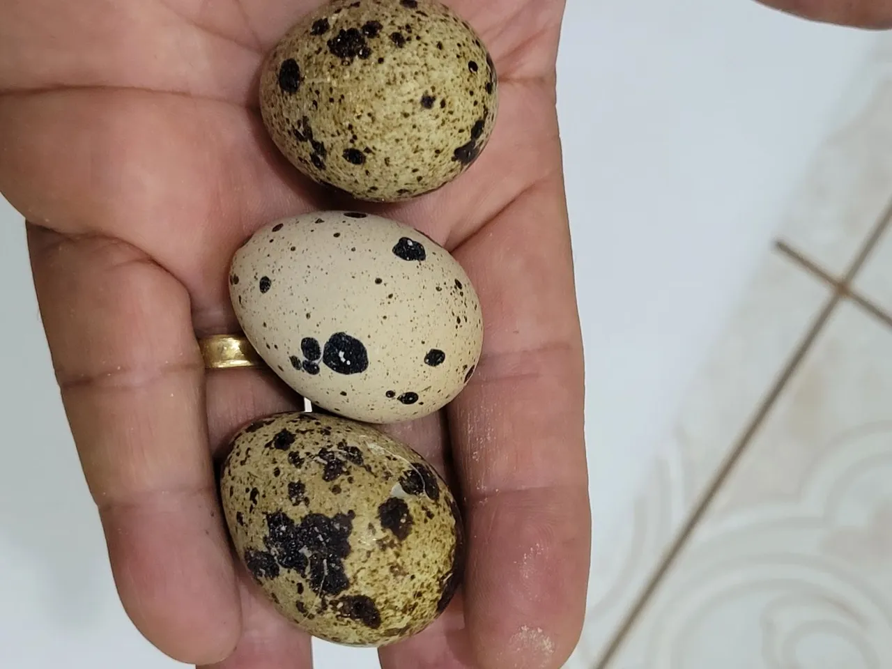 Ovos Codorna Gigante 30 unidades galados