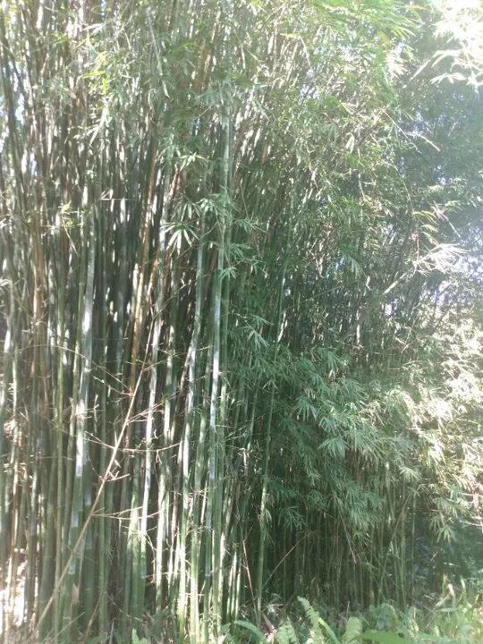 Bambu e caniço - Foto 6