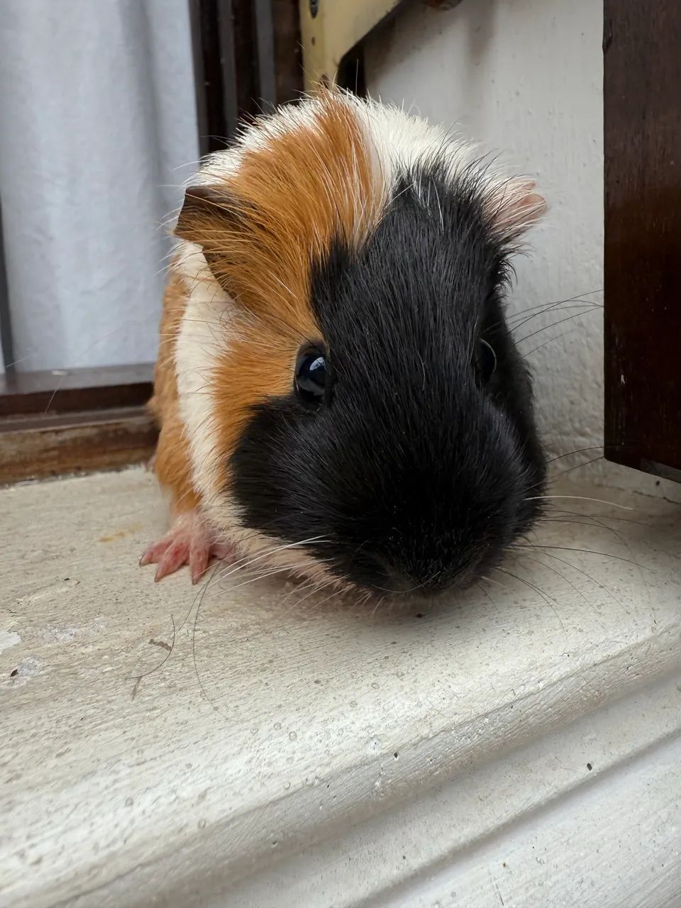 Porquinho da índia inglês fêmea  - Foto 4