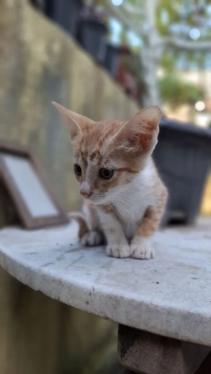 Gato para doação 64298692531843123