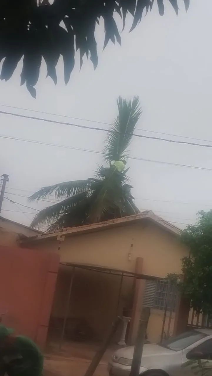 Corte e poda de árvore em geral - Foto 2