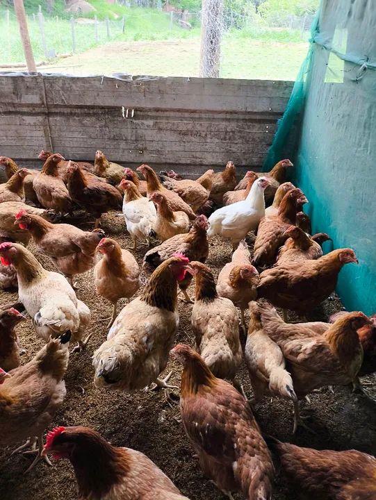 Galinhas botando  - Foto 3