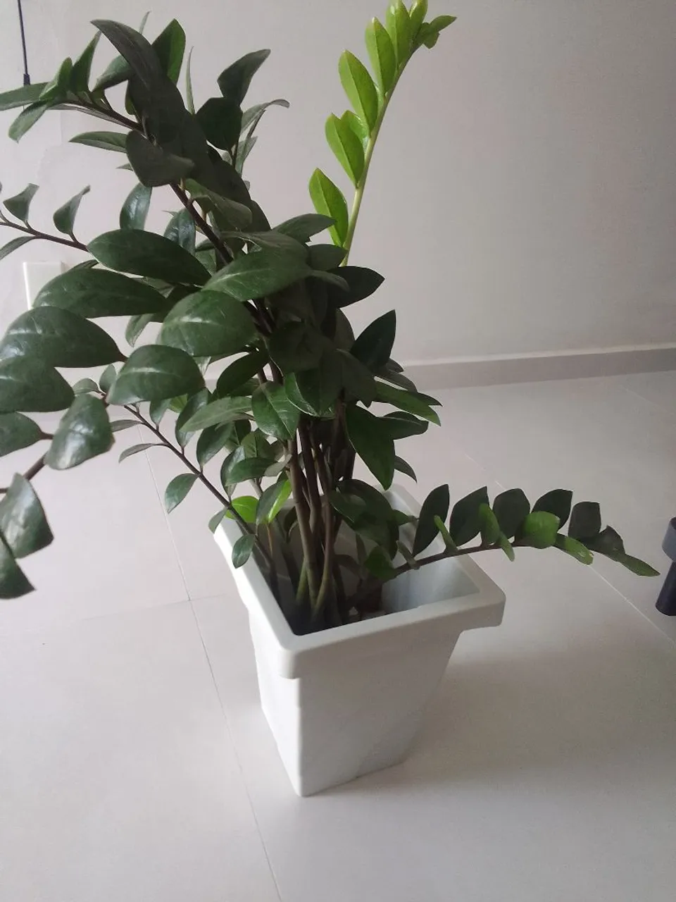 Planta verde em vaso branco