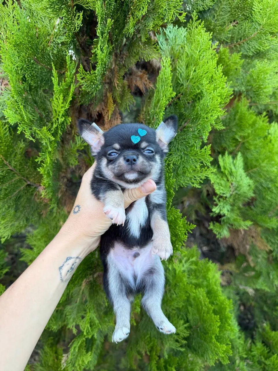 Chihuahua micro - o VERDADEIRO  - Foto 4