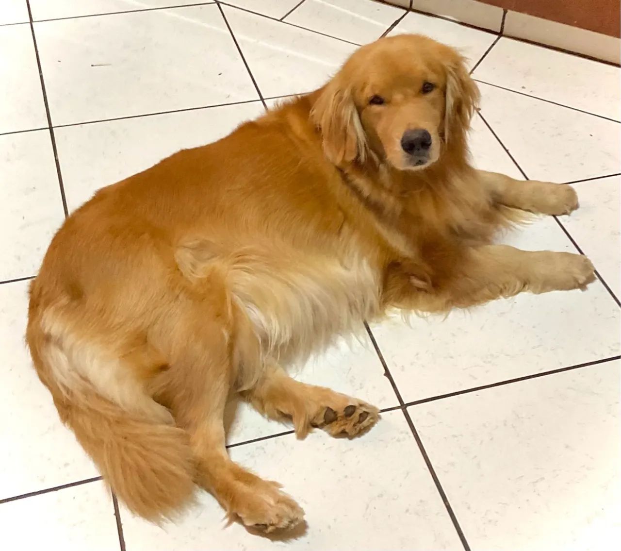 Golden Retriever filhote  - Foto 2