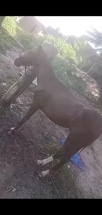 Potro mestiço de quarto de milha 