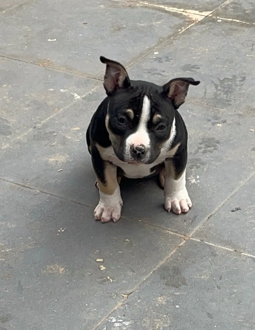 Filhote American Bully - Tricolor