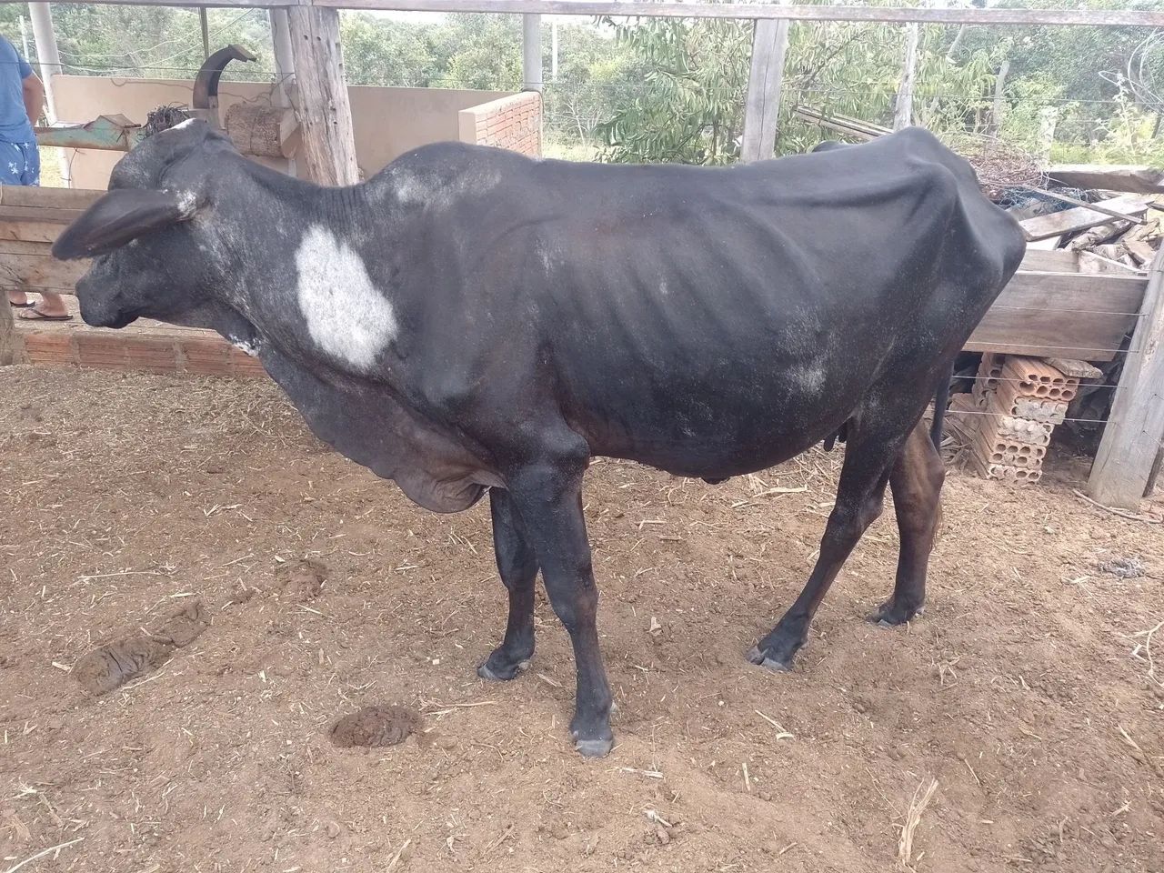Vendo 6 vacas, excelentes criadeiras  - Foto 3