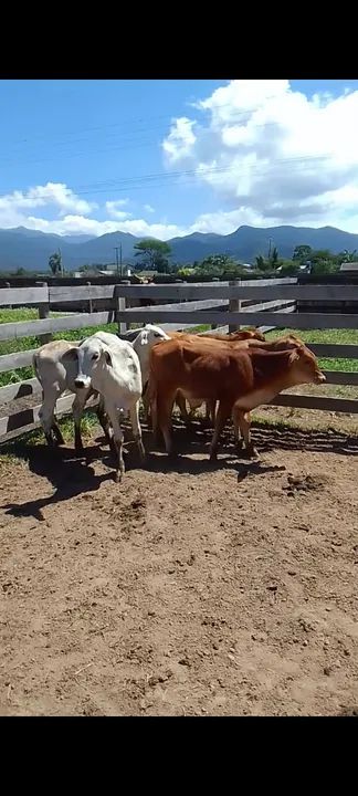 Bezerros para venda