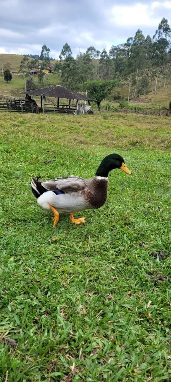 Marrecos Rouen, Galinhas Caipira e Angola 