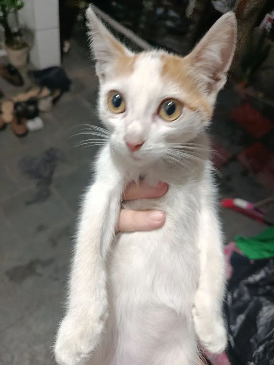 Gatinho pra adoção 