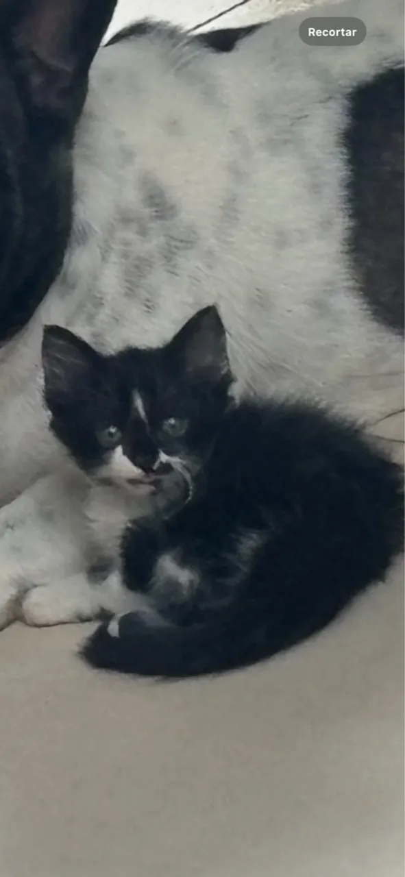 Procuro Gatinha perdida no jardim Patrícia , jardim Europa