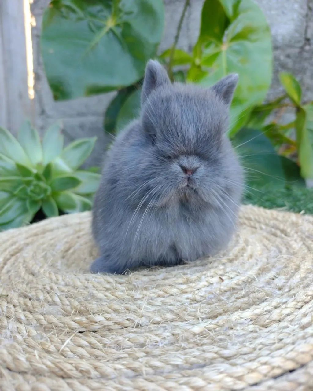 Netherland dwarf  Coelho anão  - Foto 5