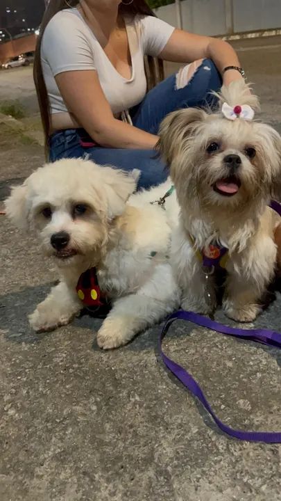 Doação de cachorro fêmea e macho lhasa apso - Foto 4