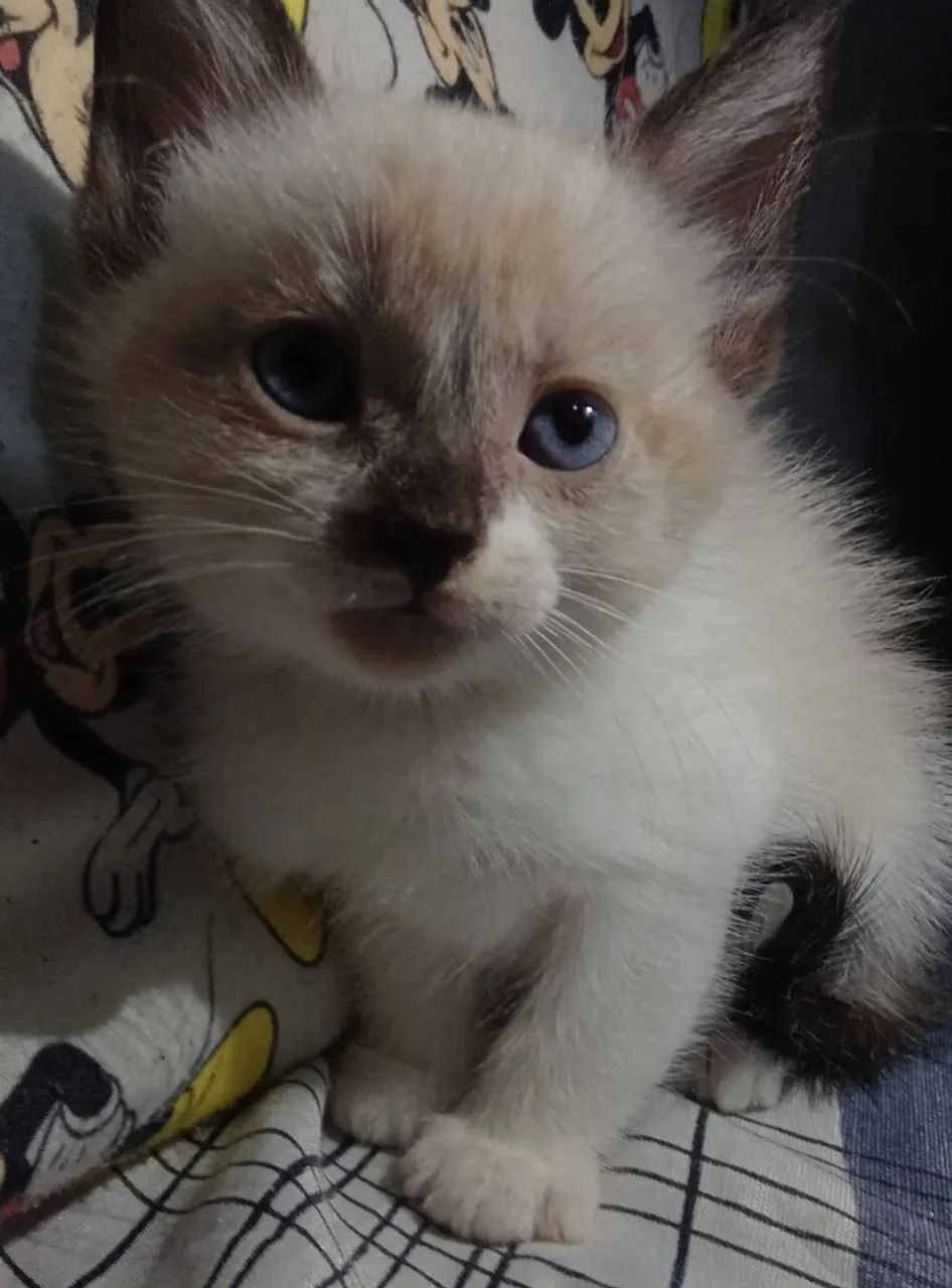 Filhotes de Siamês com British shorthair!