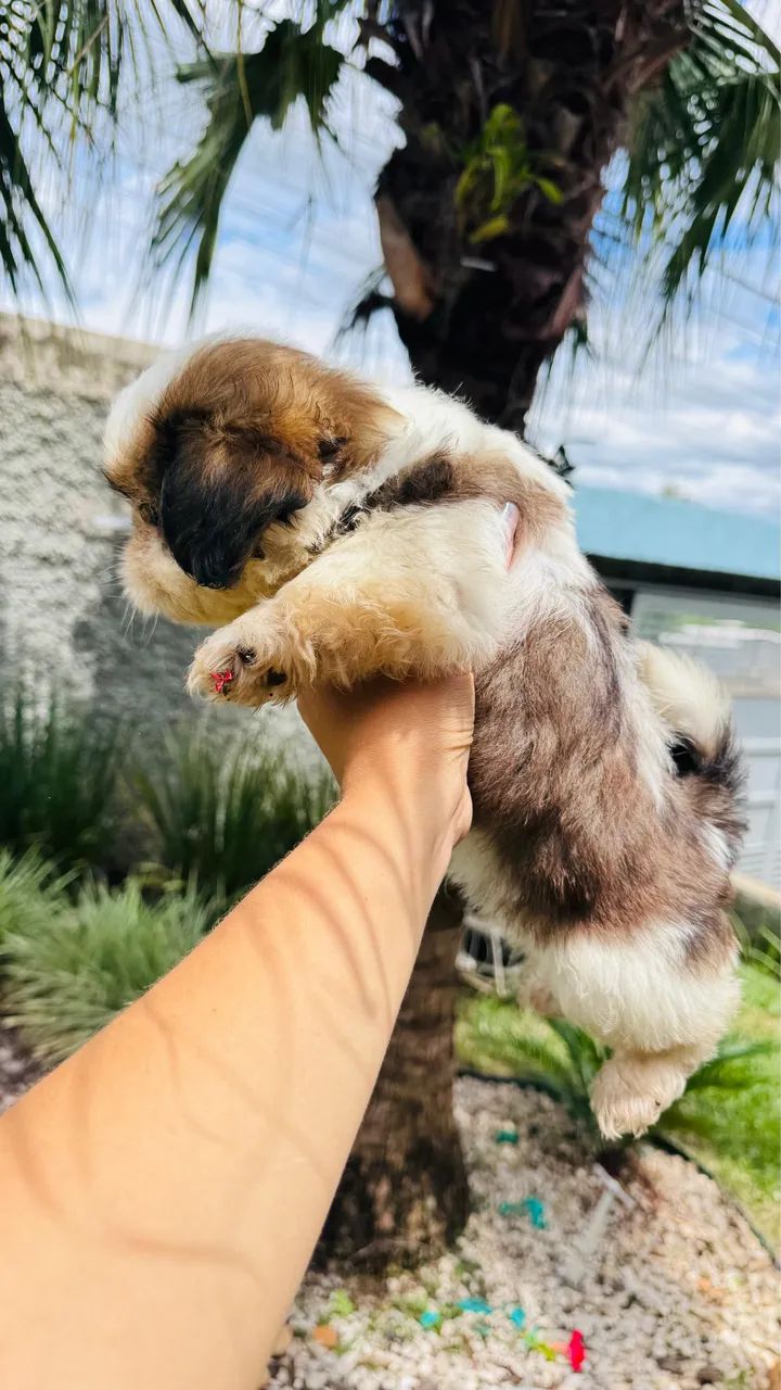 Filhotes Shih-tzu lindos e saudáveis - Foto 6