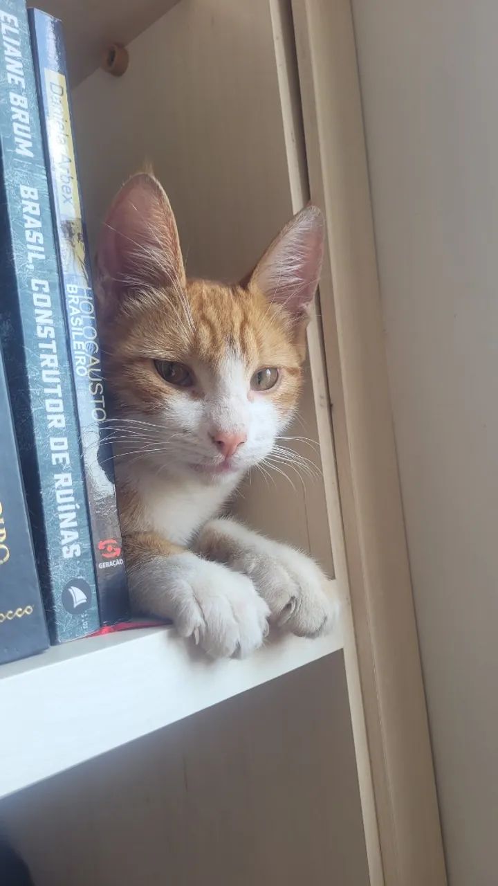 Doação de gato - Foto 6