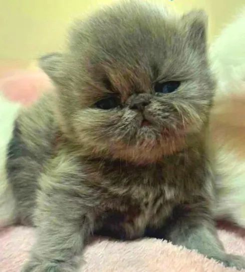 Filhotes persas padrão show, nas cores red, blue e branco. - Foto 3