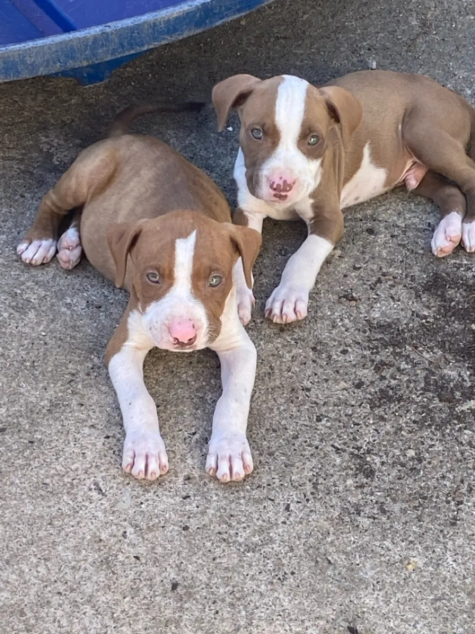 Filhotes Pitbull para adoção