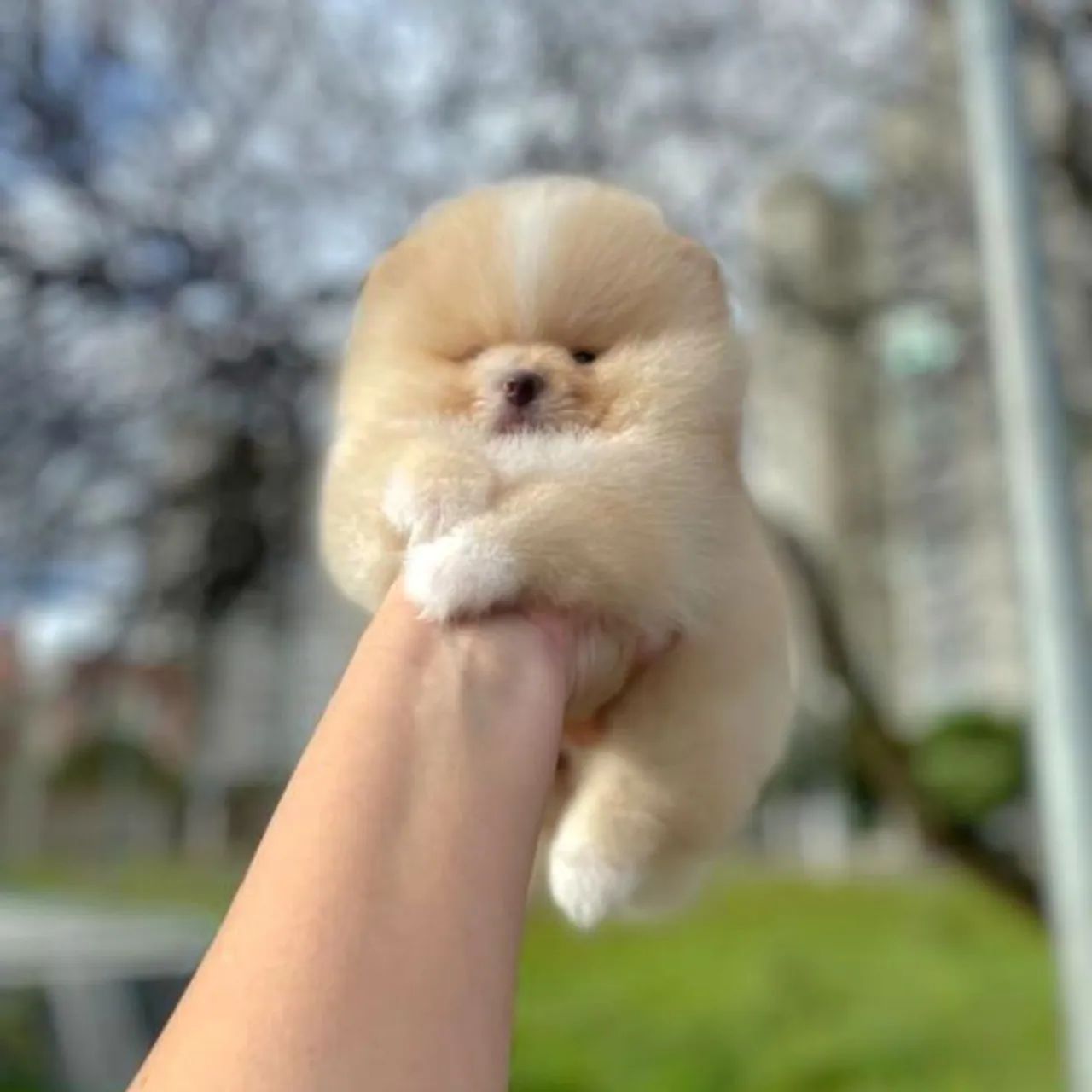 Lulu da Pomerânia Ursinhos Pedigree CBKC  - Foto 4