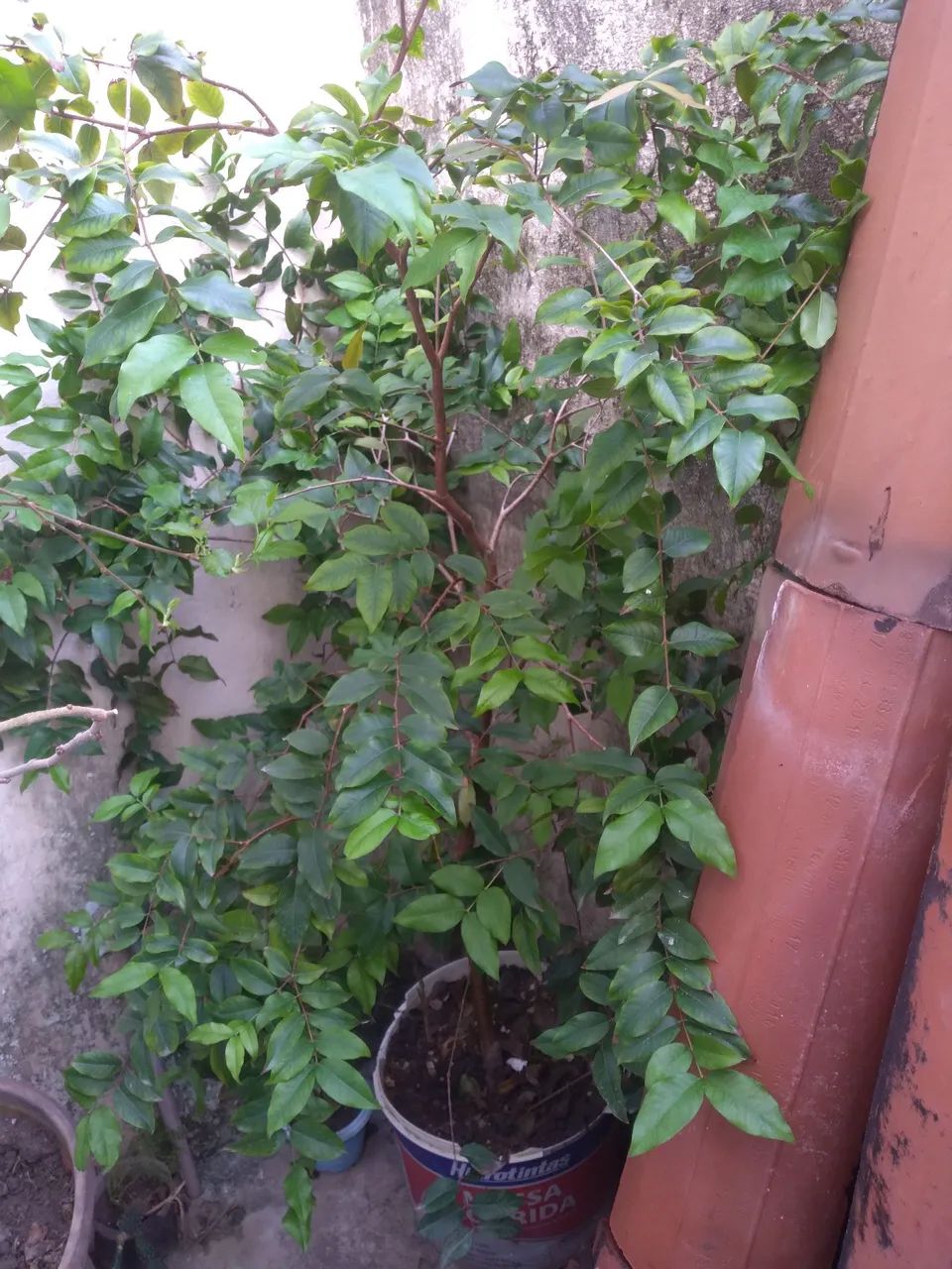 Vendo pé de jabuticaba  - Foto 4