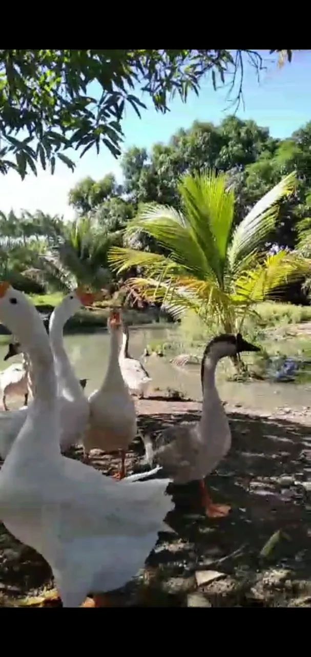 Gansos sinaleiros - Foto 2