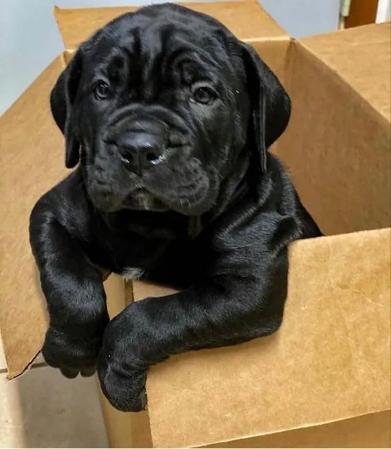 Cane Corso - Seu Guardião e Amigo  