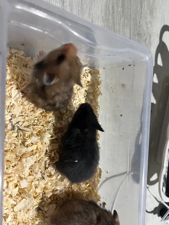 Hamsters sírios  - Foto 4