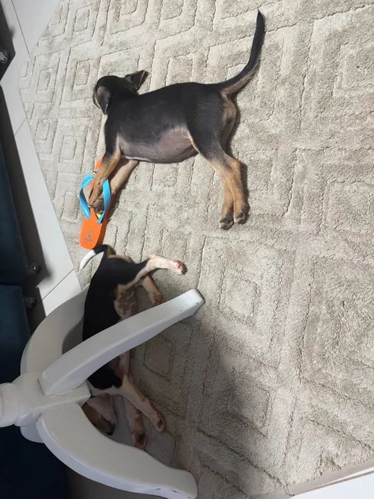 Dois filhotes fêmeas para adoção - Foto 5