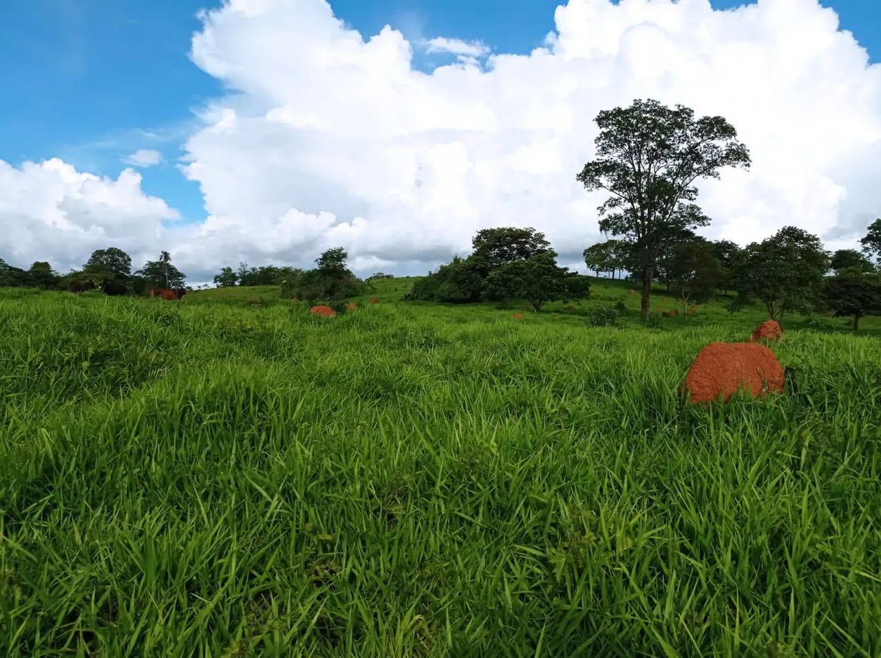 Chácara 5 alqueires em trindade  - Foto 5