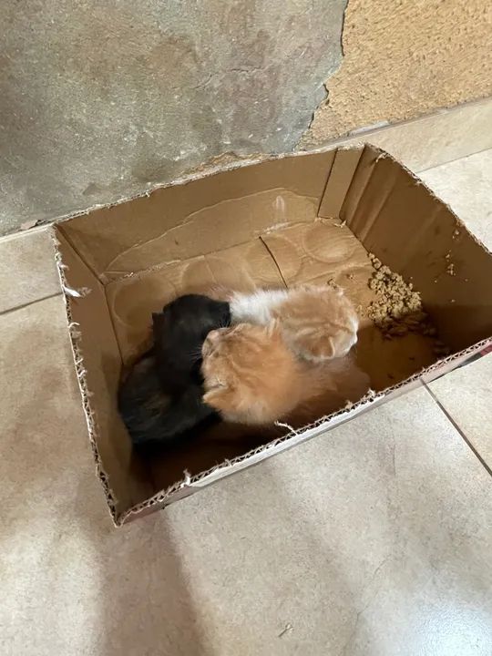 Adotem esses gatinhos  - Foto 3