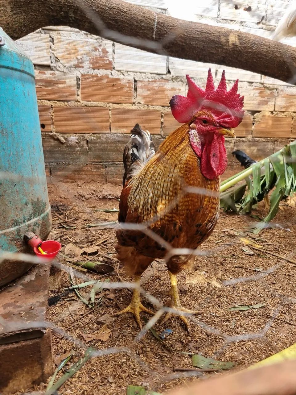 Galo De Seleção - Genética para Ovos Multicoloridos - Foto 5