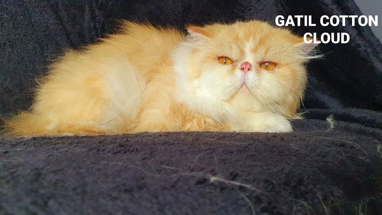 Gatinho Persa 