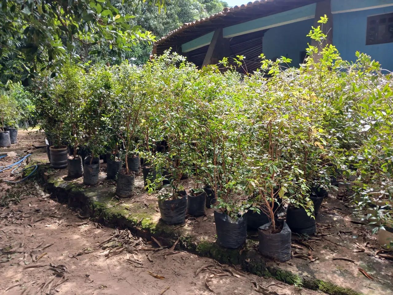 Mudas de Jabuticaba híbrida  - Foto 5